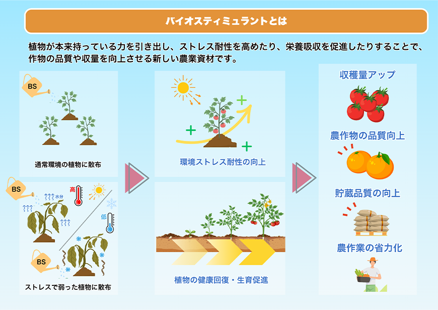 バイオスティミュラントとは:植物が本来持っている力を引き出し、ストレス耐性を高めたり、栄養吸収を促進したりすることで、作物の品質や収量を向上させる新しい農業資材です。